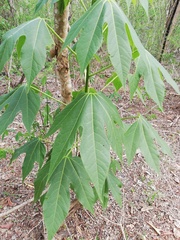 Gyrocarpus jatrophifolius