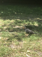 Turdus merula