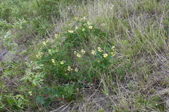 Astragalus frigidus