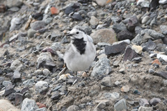Motacilla alba