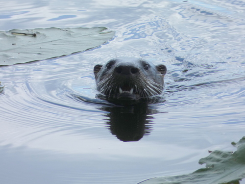 North American River Otter photographed in Florida