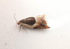 Ancylis badiana