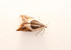 Ancylis badiana