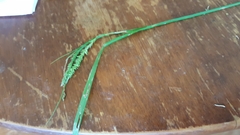 Carex arctata