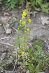 Descurainia sophioides