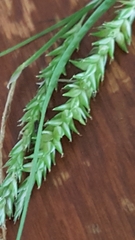 Carex arctata