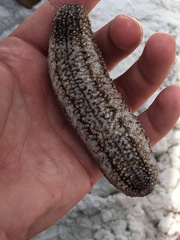 Holothuria princeps