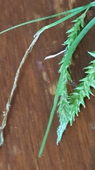 Carex arctata