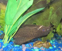 Featherfin Squeaker photo 4