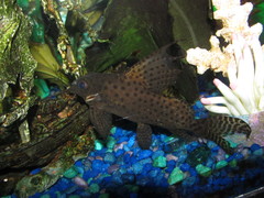 Featherfin Squeaker photo 5