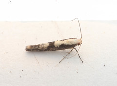 Argyresthia conjugella
