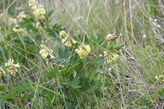 Astragalus frigidus