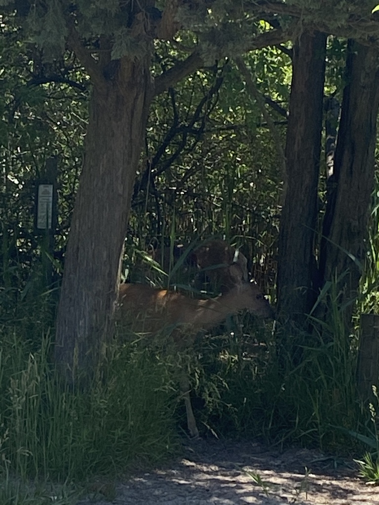 White-tailed Deer from Fire Island National Seashore, Saltaire, NY, US ...