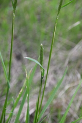 Alopecurus pratensis