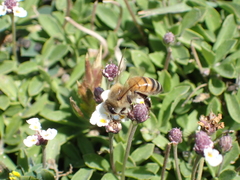 Apis mellifera