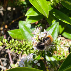 Bombus rupestris