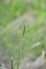 Alopecurus pratensis
