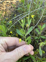 Osteospermum ciliatum