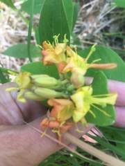 Lonicera hirsuta