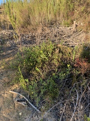 Osteospermum ciliatum