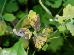Septoria chelidonii