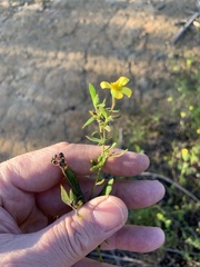 Osteospermum ciliatum