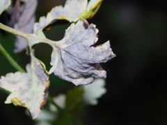 Septoria chelidonii