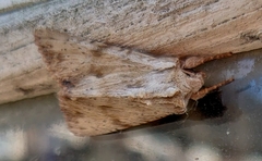 Apamea lithoxylaea