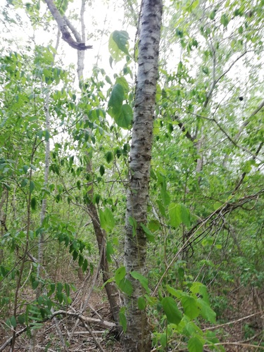 Leuenbergeria lychnidiflora (Leuenbergeria lychnidiflora)