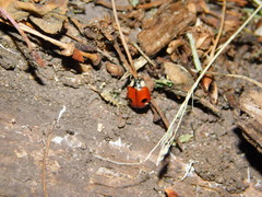 Adalia bipunctata