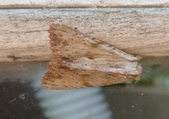 Apamea lithoxylaea