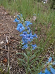 Penstemon angustifolius