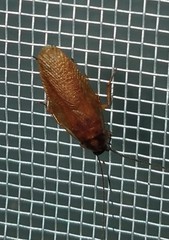 Parcoblatta bolliana