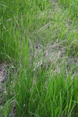 Alopecurus pratensis