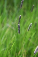Alopecurus pratensis