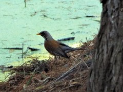 Turdus rufopalliatus