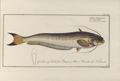 Butter Catfish photo 3