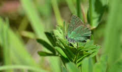 Callophrys dumetorum