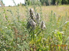 Leonurus glaucescens