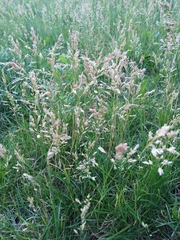 Poa pratensis