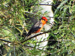 Pyrocephalus rubinus