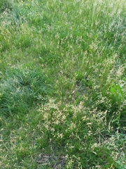 Poa pratensis