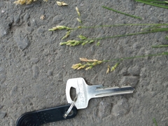 Poa pratensis
