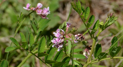 Hosackia rosea