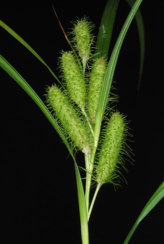 Frank's sedge (Carex frankii)