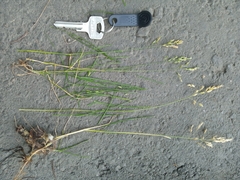 Poa pratensis