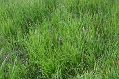 Alopecurus pratensis