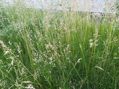 Poa pratensis
