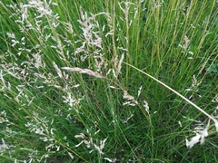 Poa pratensis