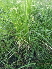 Poa pratensis